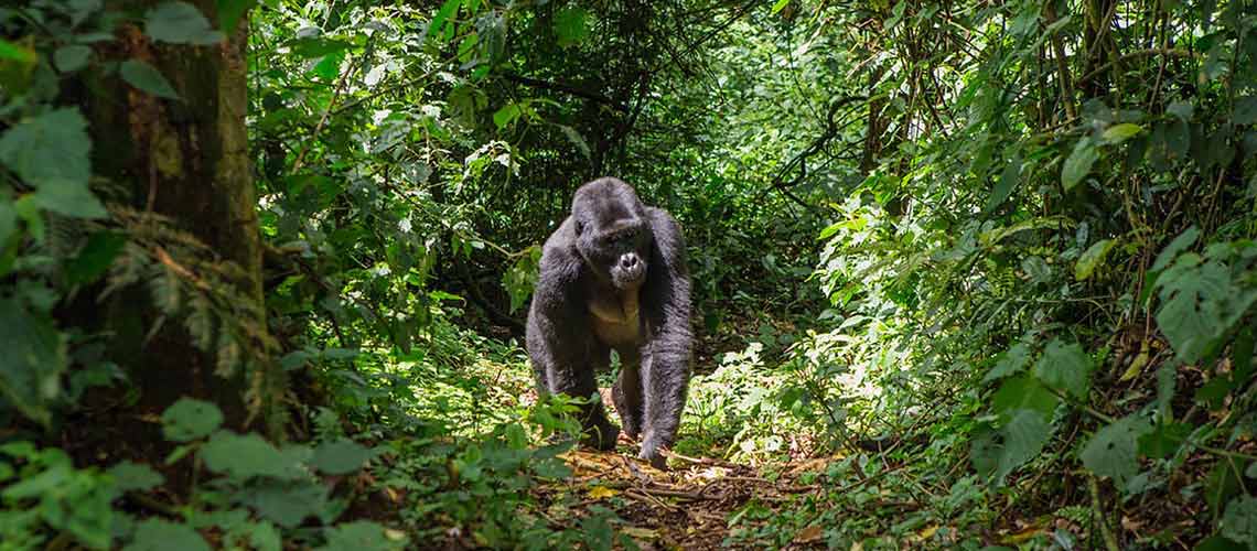 Bwindi Gorilla Safari